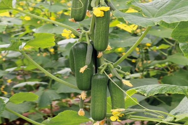 CUCUMBER